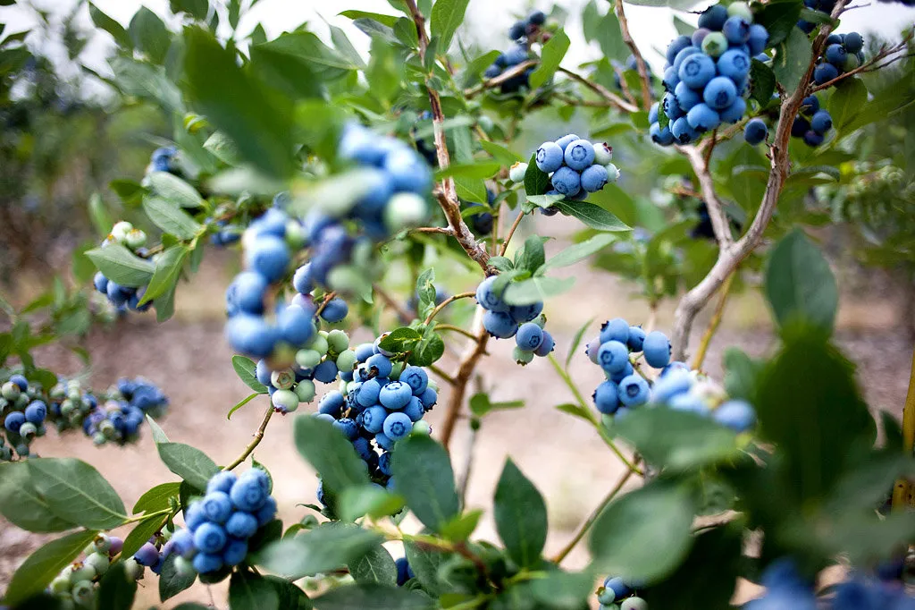 Sustainable & Locally Grown